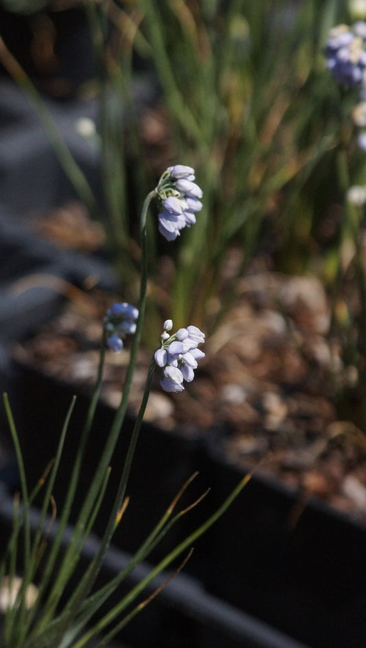 Allium sikkimense - Sikkim-Lauch