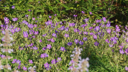 Geranium Collinum-Hybride 'Nimbus' - Storchschnabel