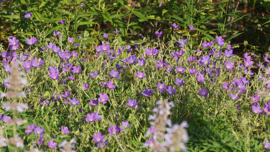 Geranium Collinum-Hybride 'Nimbus' - Storchschnabel