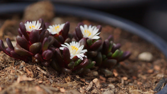 Delosperma Davyi-Hybride 'Ruby Coral' - Sanipass-Mittagsblümchen