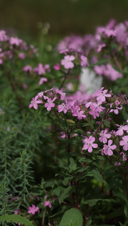 Saponaria sicula var. intermedia 'Sigurd' - Sommer-Seifenkraut