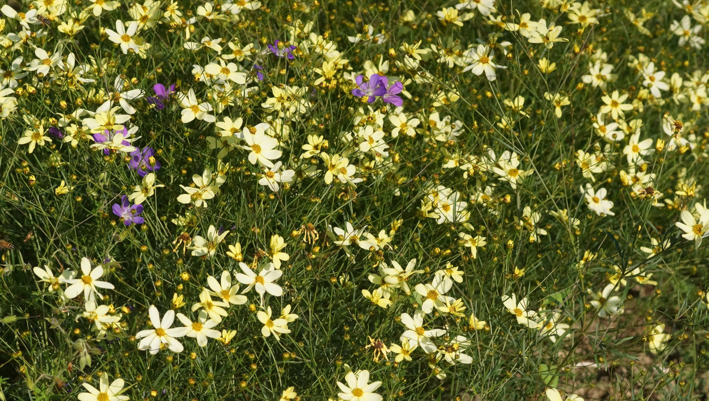 Coreopsis verticillata 'Moonbeam' - Mädchenauge