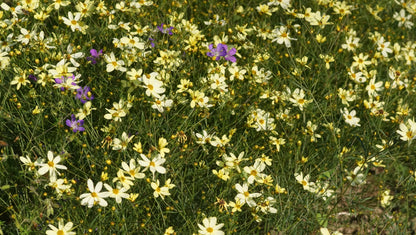 Coreopsis verticillata 'Moonbeam' - Mädchenauge