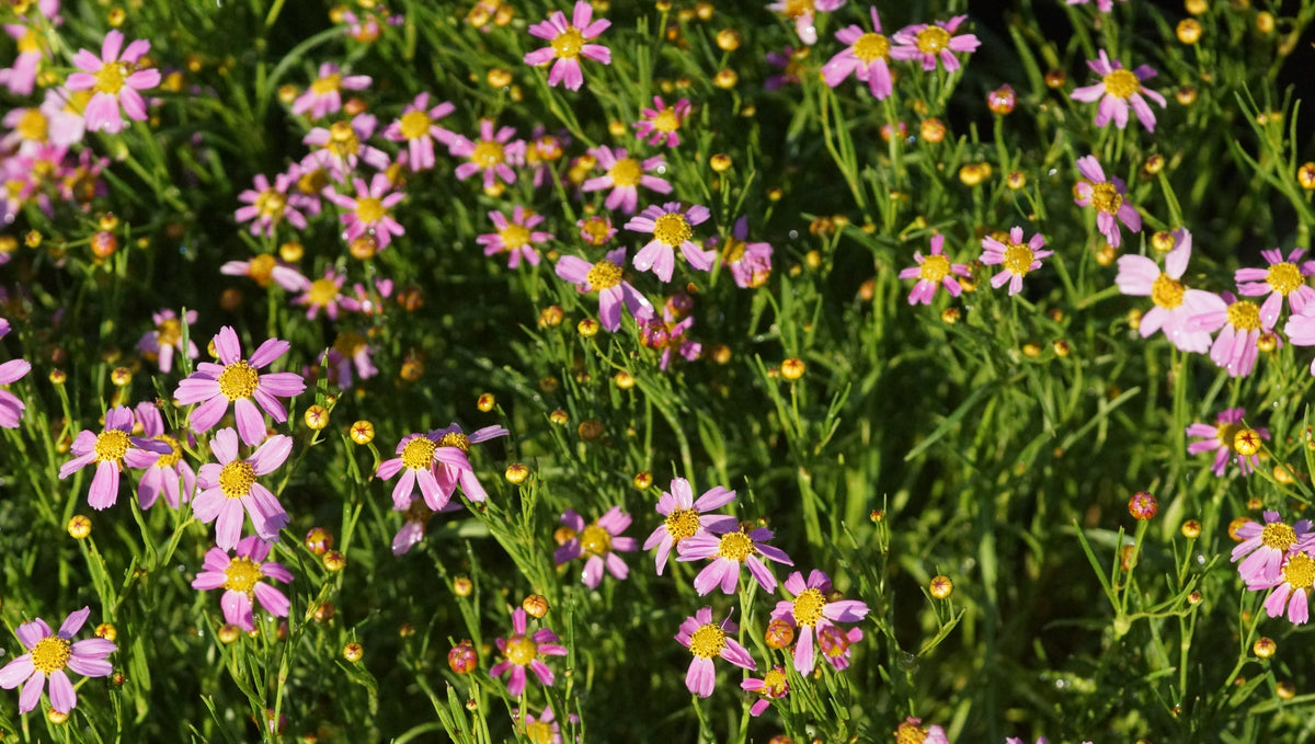 Coreopsis rosea 'American Dream' - Mädchenauge