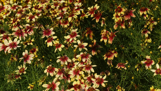 Coreopsis verticillata 'Route 66' - Quirlblättriges Mädchenauge