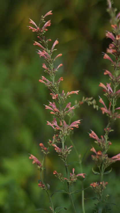 Agastache Hybride 'Kolibri' - Duftnessel