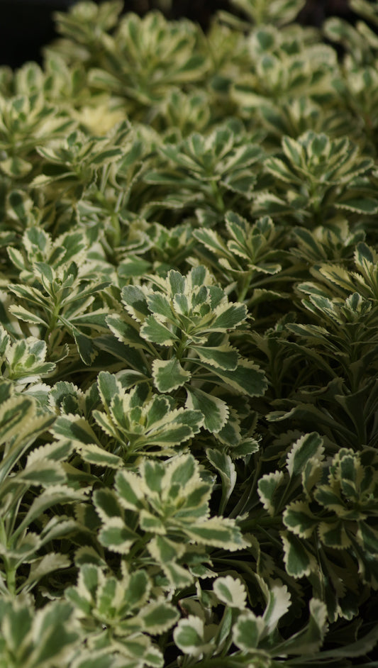 Sedum takesimense 'Atlantis' - Weissbuntes Takesima-Fettblatt