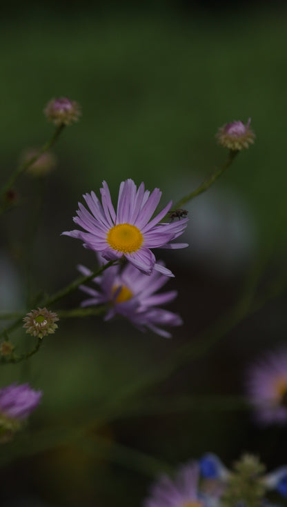 Boltonia asteroides 'Pink Beauty' - Sternwolkenaster