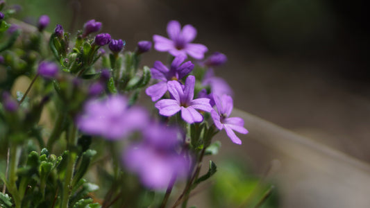 Erinus alpinus - Leberbalsam