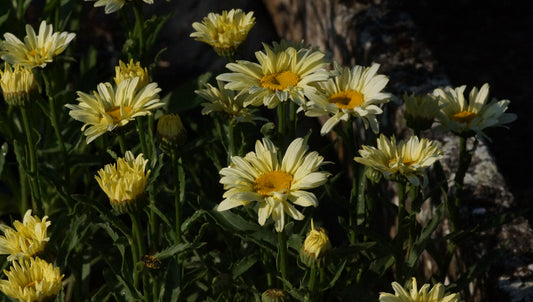 Leucanthemum x superbum 'Broadway Lights' - Sommer-Margerite