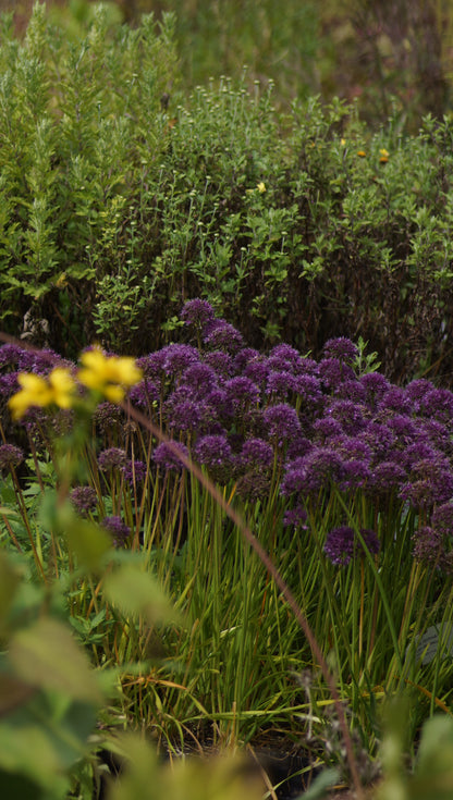 Allium Hybride 'Lavender Bubbles' - Zier-Lauch