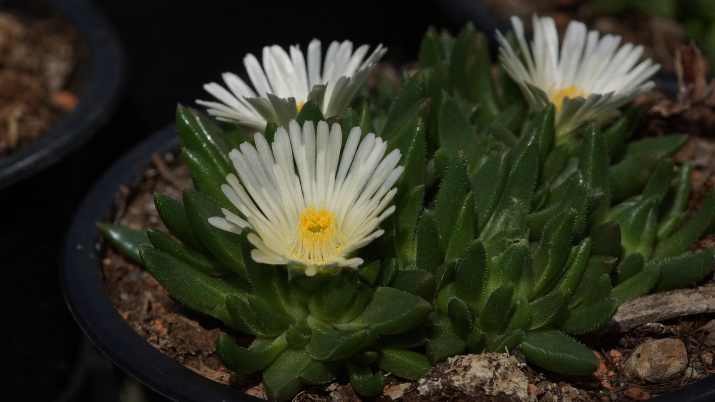 Delosperma congestum 'Album' - Mittagsblume