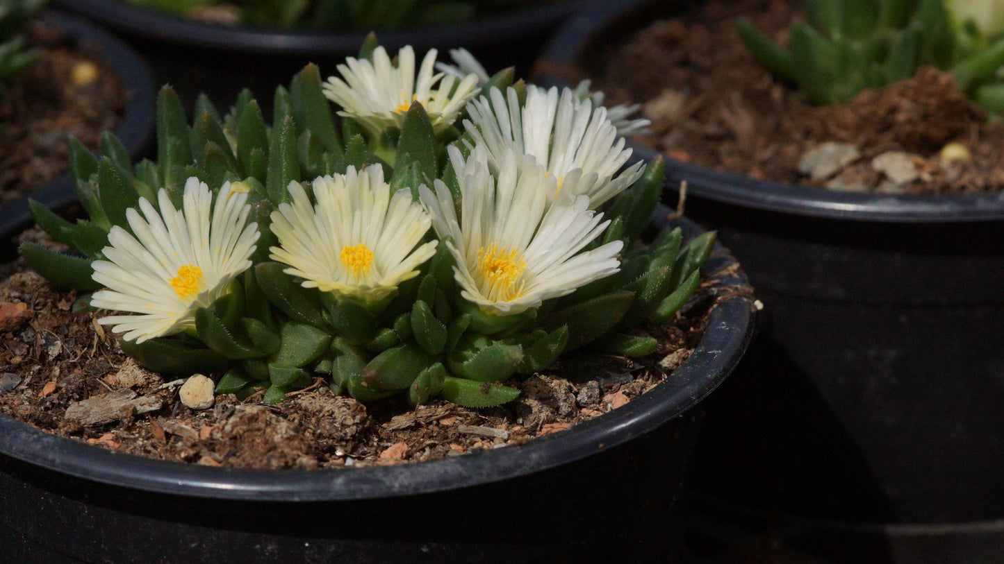 Delosperma congestum 'Album' - Mittagsblume