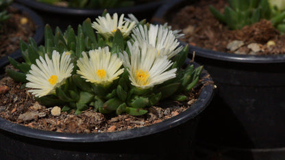 Delosperma congestum 'Album' - Mittagsblume