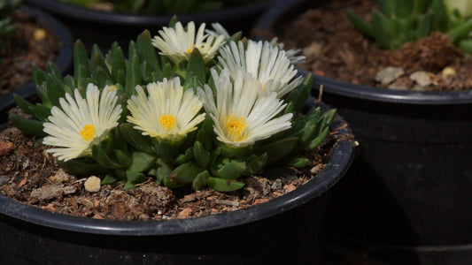 Delosperma congestum 'Album' - Mittagsblume