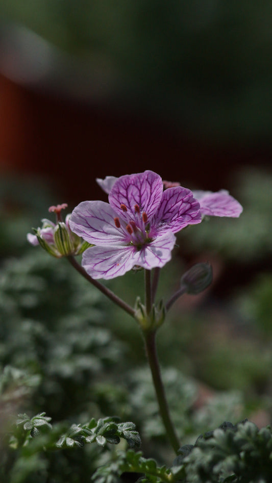 Erodium x kolbianum 'Natasha' - Reiherschnabel