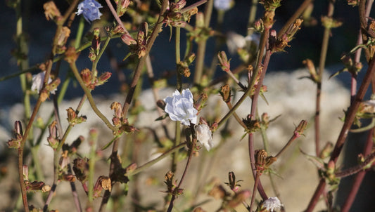 Cichorium intybus f. album - Weissblühende Wegwarte
