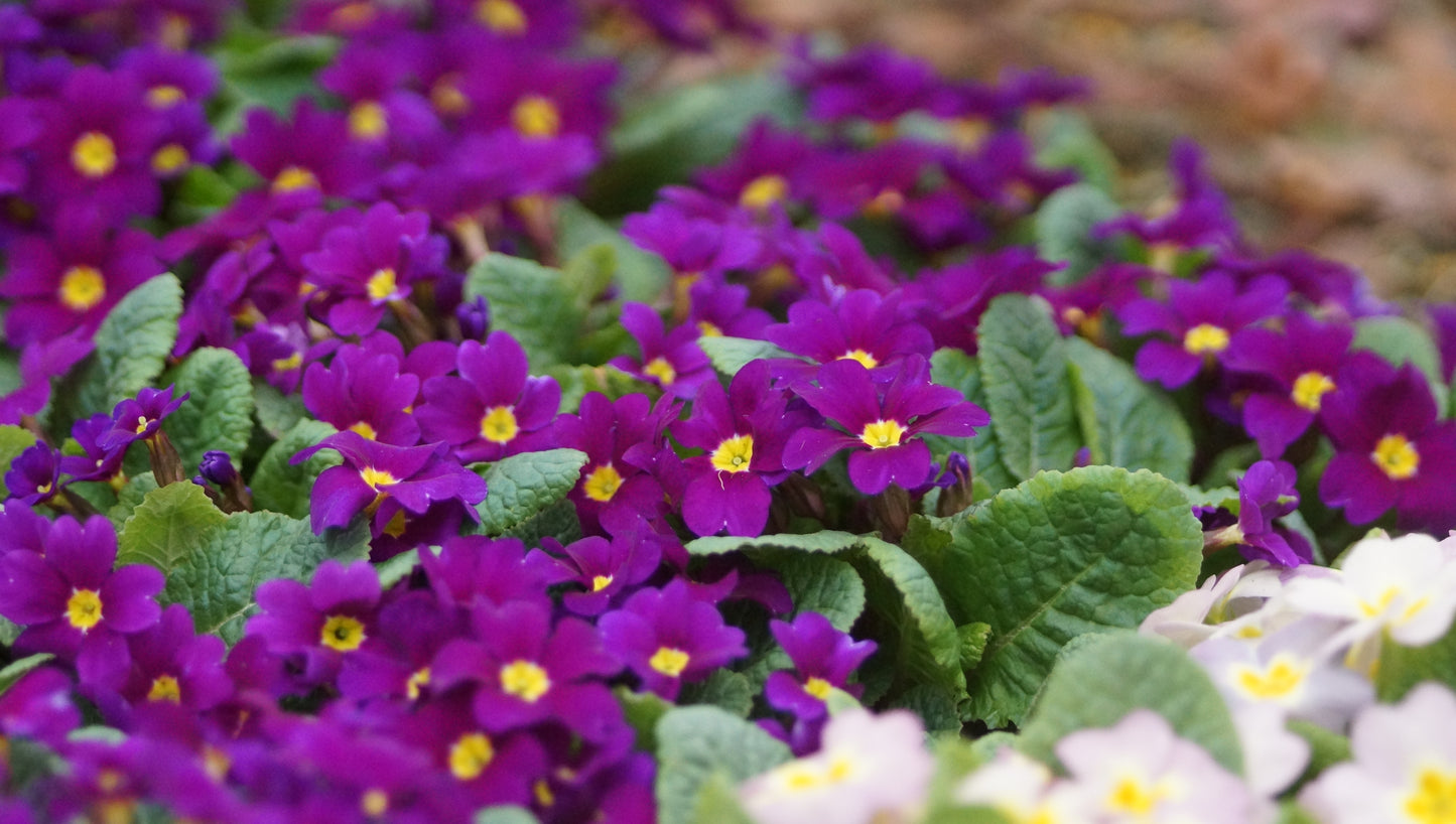 Primula x juliae 'Wanda' - Kissen-Primel