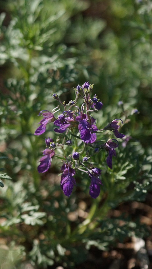 Teucrium orientale - Orientalischer Gamander