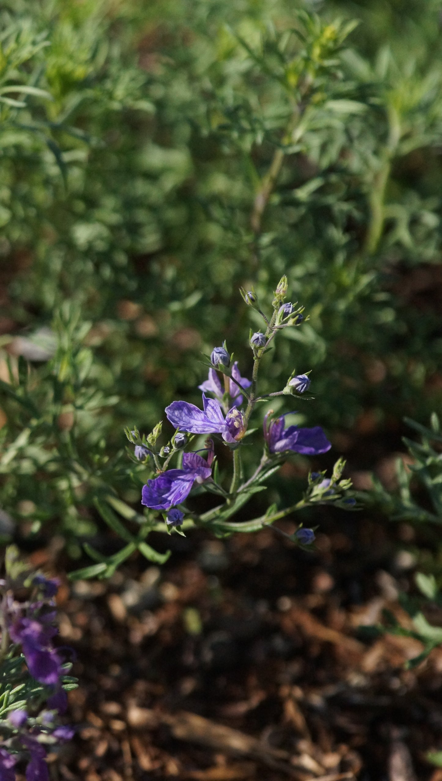 Teucrium orientale - Orientalischer Gamander