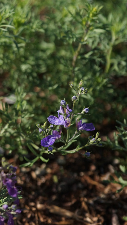 Teucrium orientale - Orientalischer Gamander