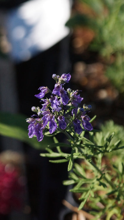 Teucrium orientale - Orientalischer Gamander