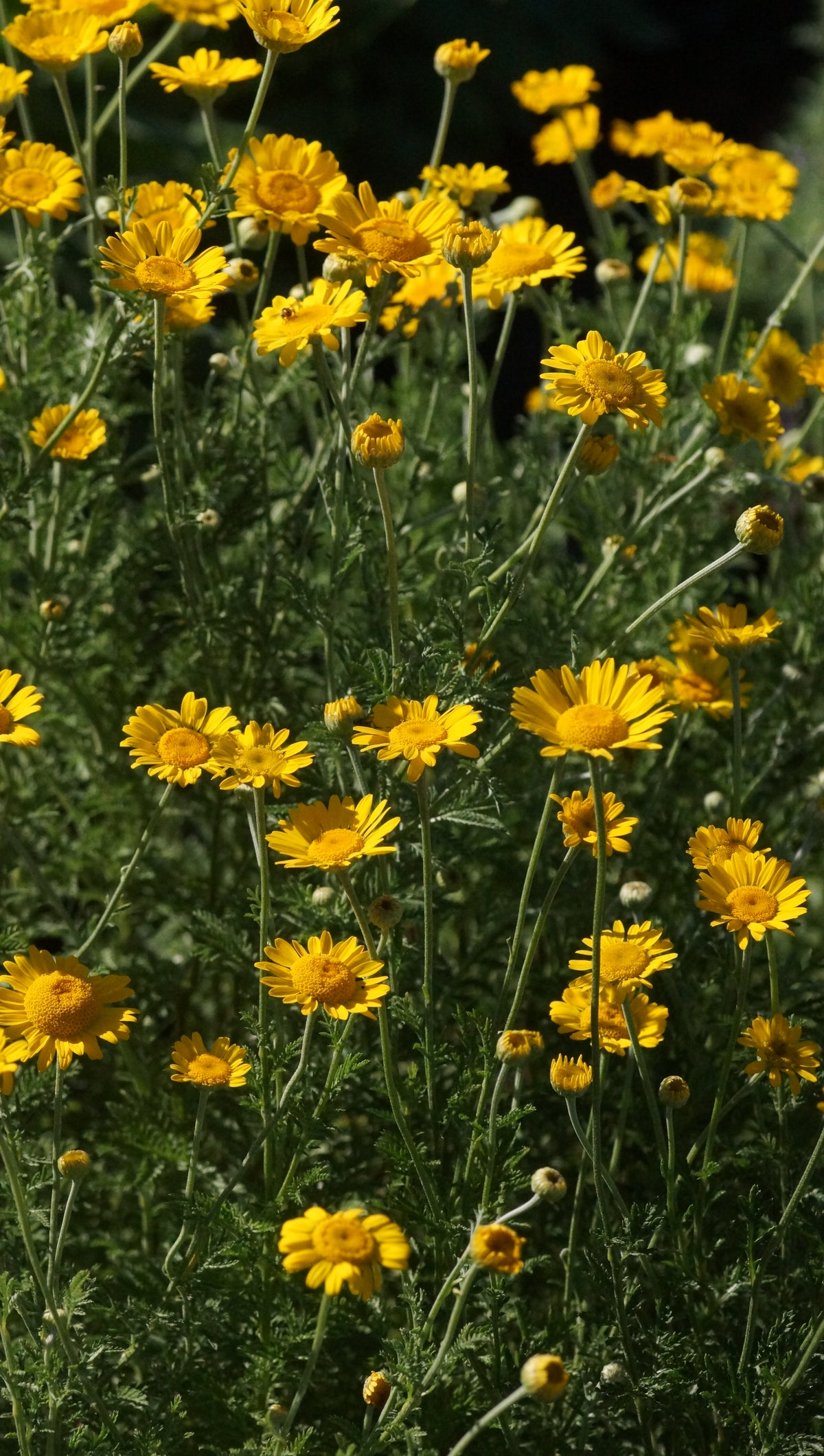Anthemis tinctoria - Färberkamille
