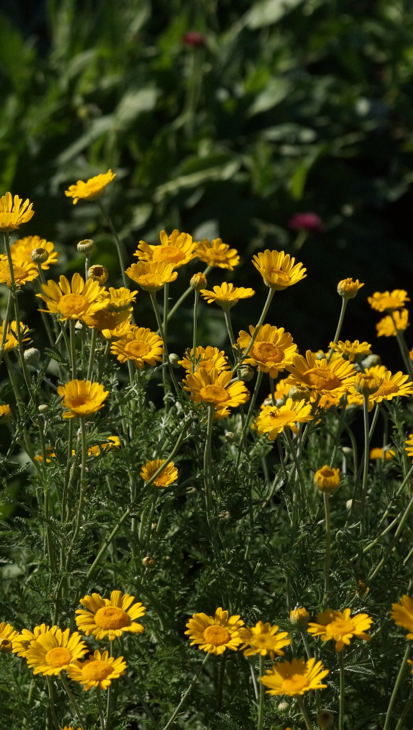 Anthemis tinctoria - Färberkamille
