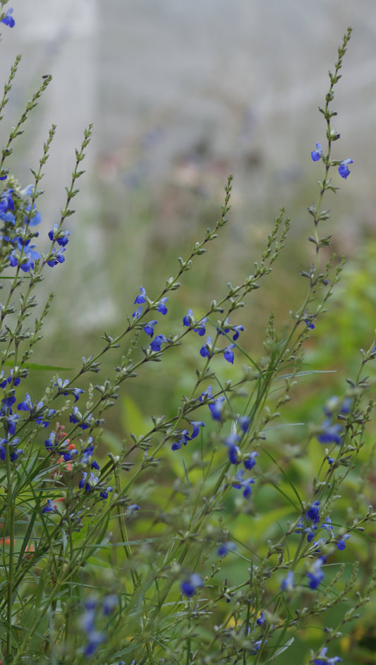 Salvia reptans - Davis Mountain-Salbei