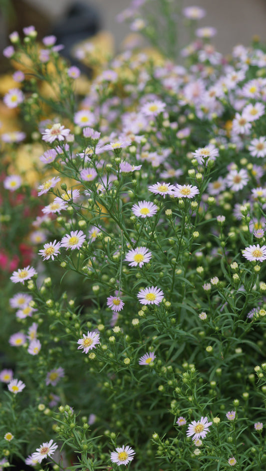 Aster ericoides 'Esther' - Myrten-Aster