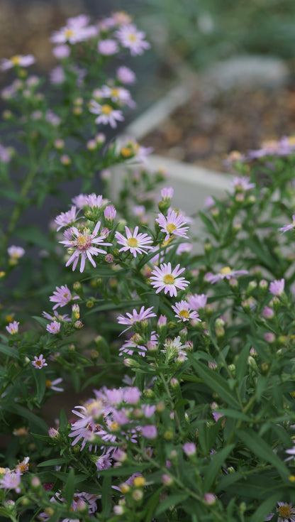 Aster ericoides 'Esther' - Myrten-Aster