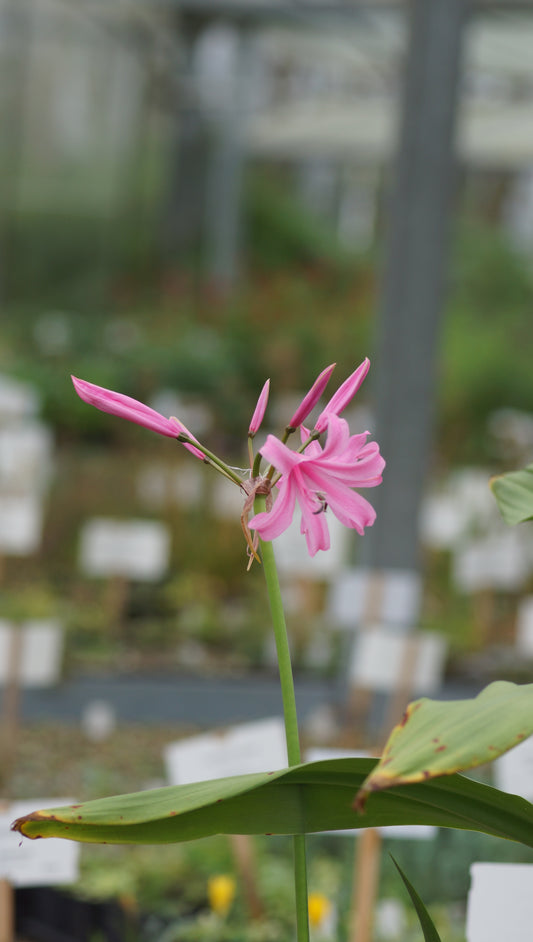 Nerine bowdenii - Guernseylilie