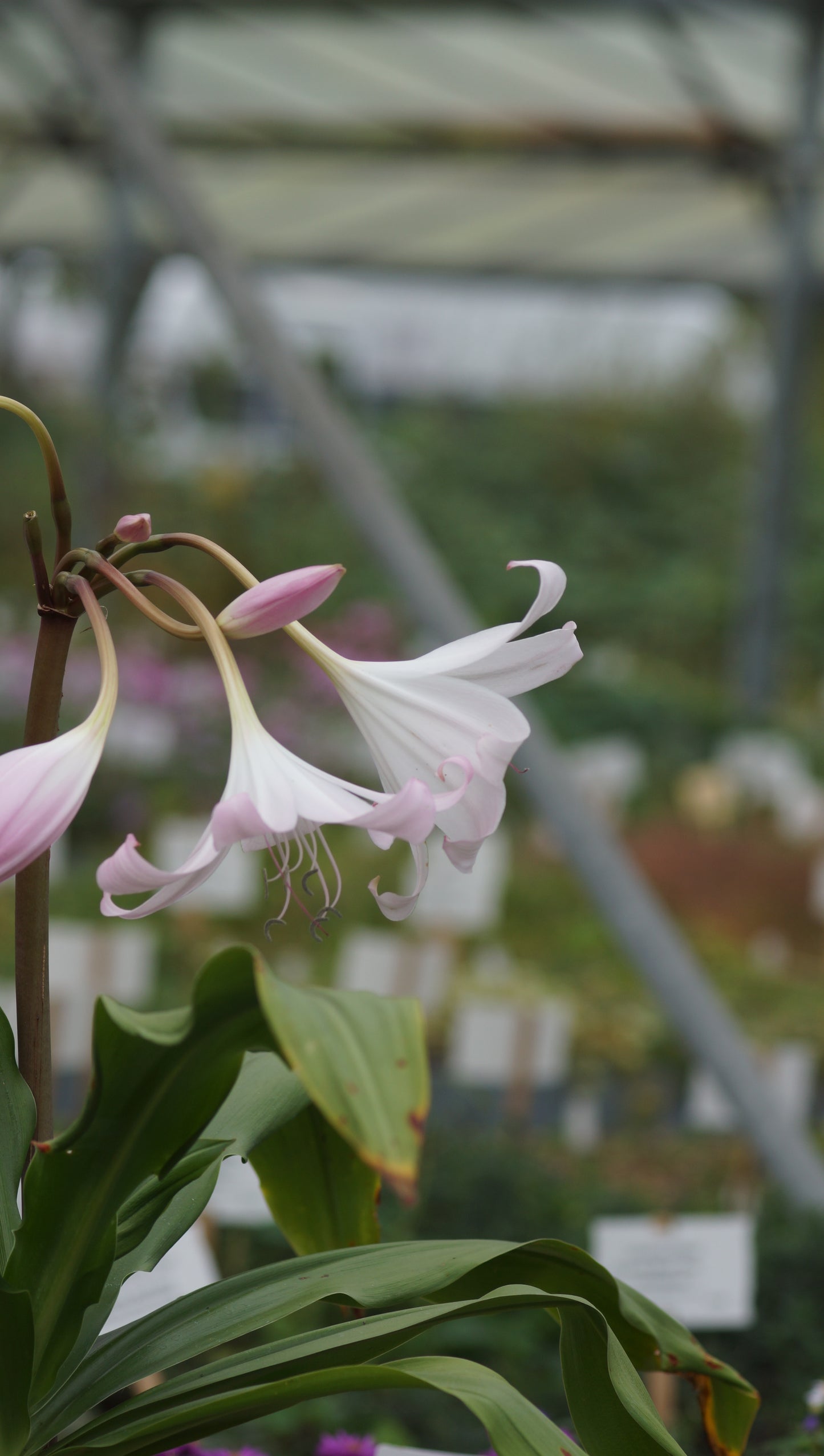 Crinum x powellii - Hakenlilie