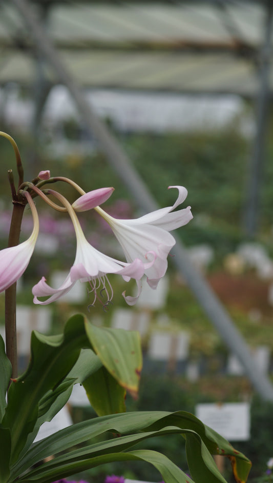 Crinum x powellii - Hakenlilie
