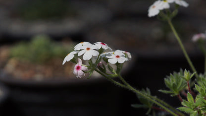 Androsace incana - Zottiger Mannsschild