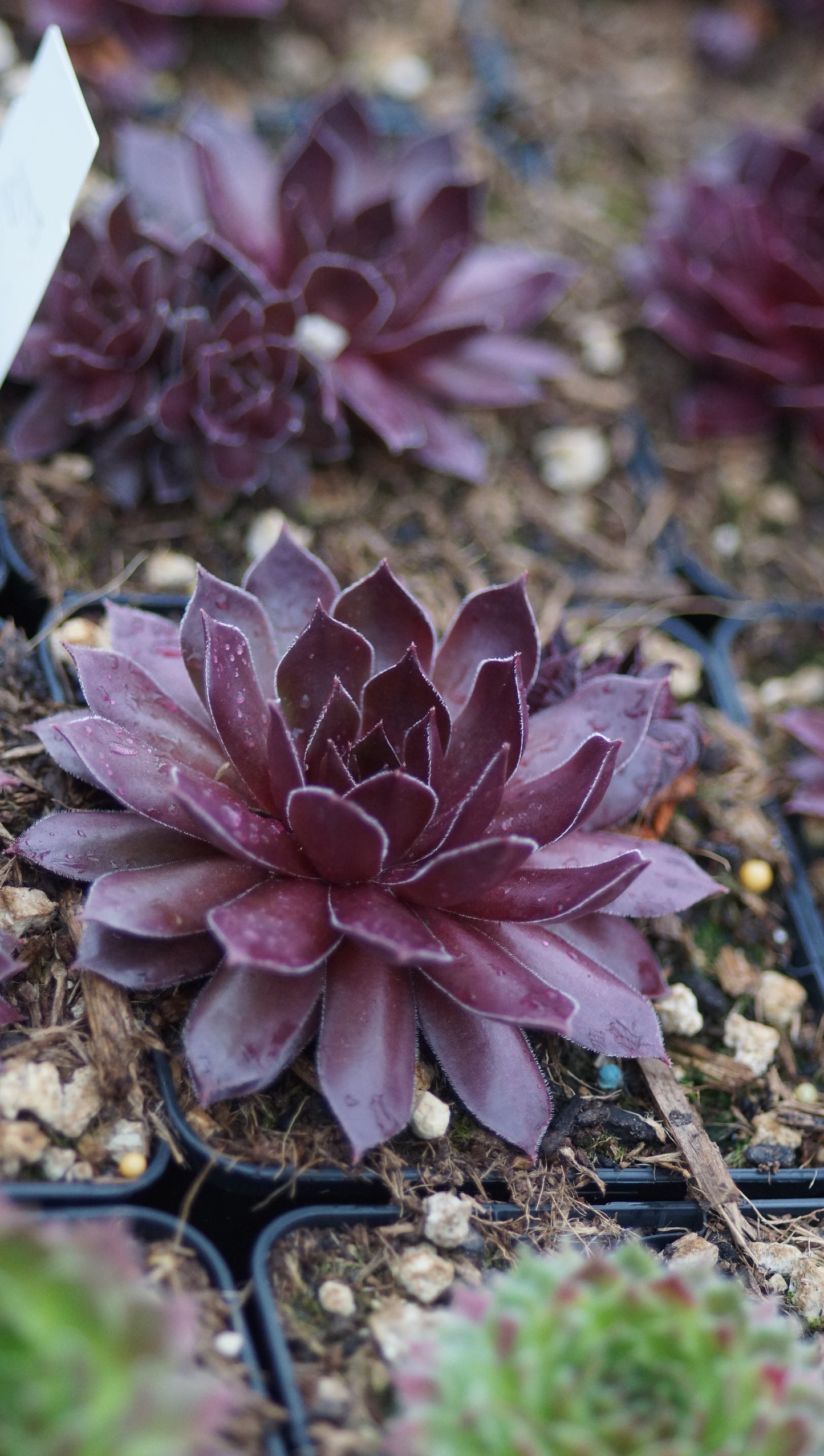 Sempervivum Hybride 'Pacific Shadow' - Hauswurz