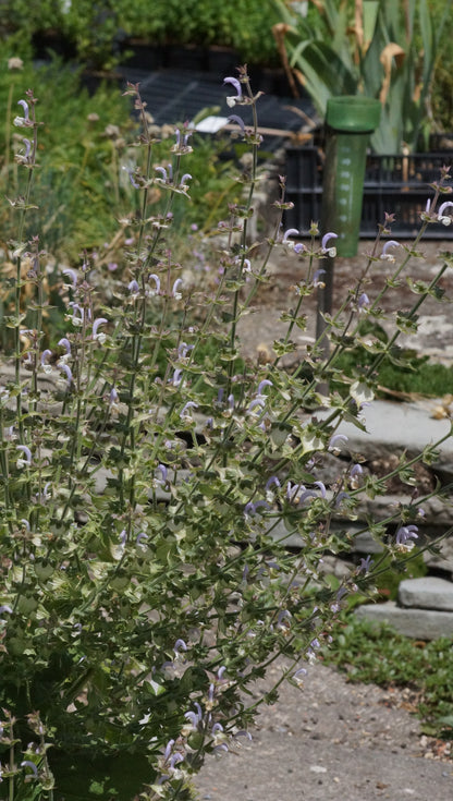 Salvia sclarea - Muskateller-Salbei