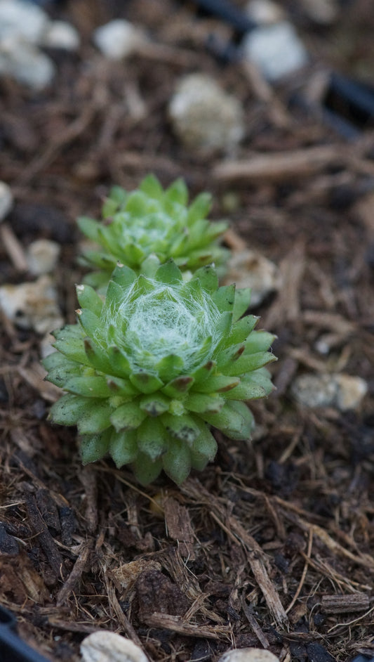 Sempervivum arachnoideum 'Cademario' - Spinnweben Hauswurz