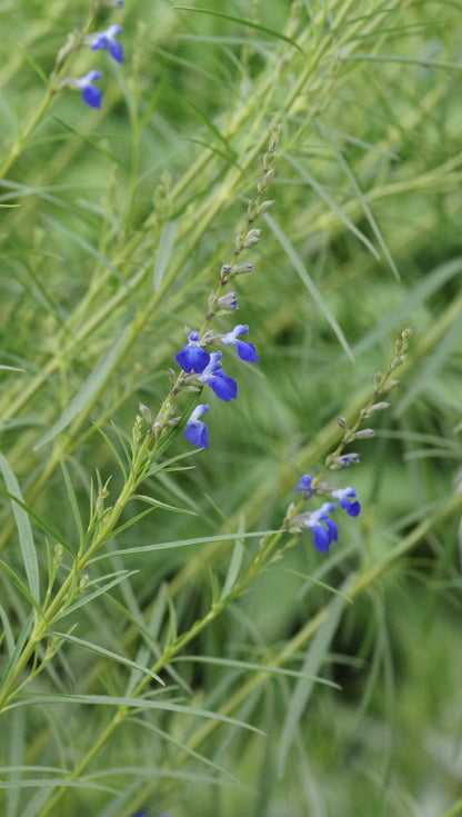 Salvia reptans - Davis Mountain-Salbei