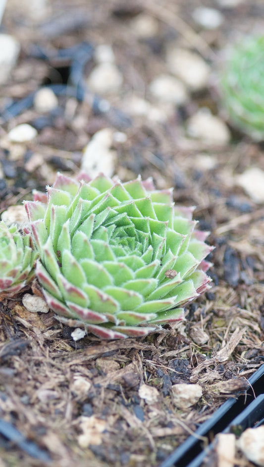 Sempervivum Hybride 'Giganteum'