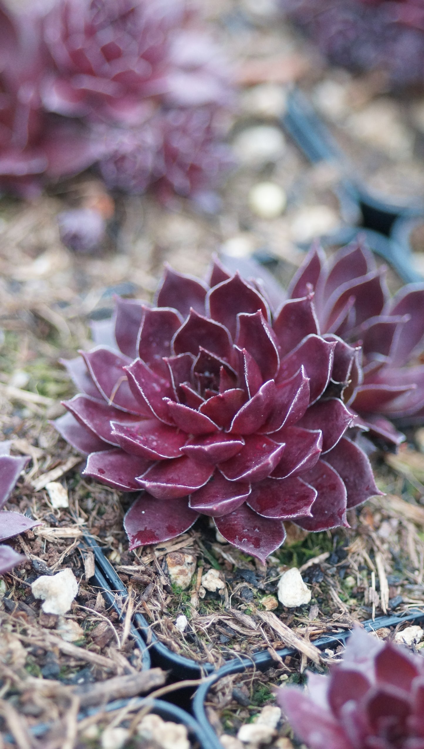 Sempervivum Hybride 'Pacific Shadow' - Hauswurz