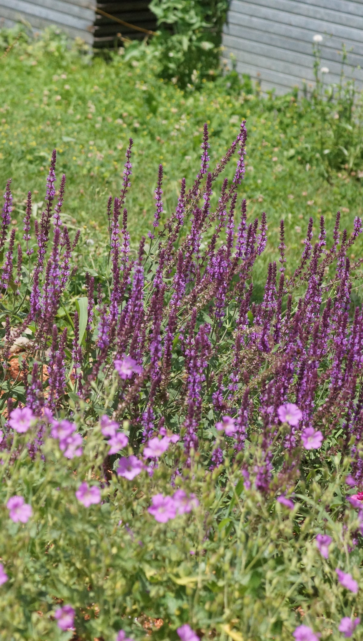 Salvia nemorosa 'Amethyst' - Steppen-Salbei