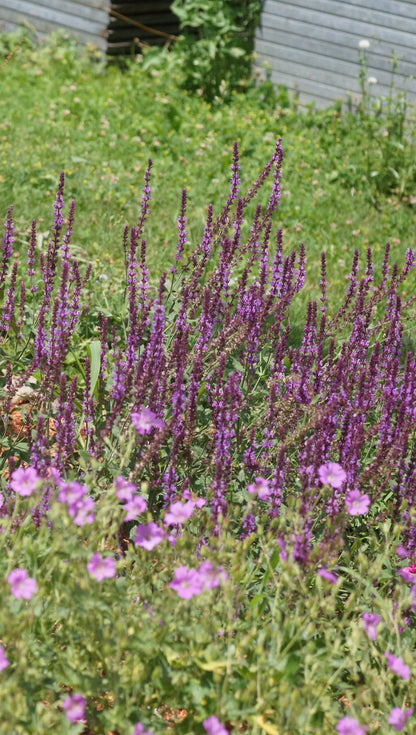 Salvia nemorosa 'Amethyst' - Steppen-Salbei
