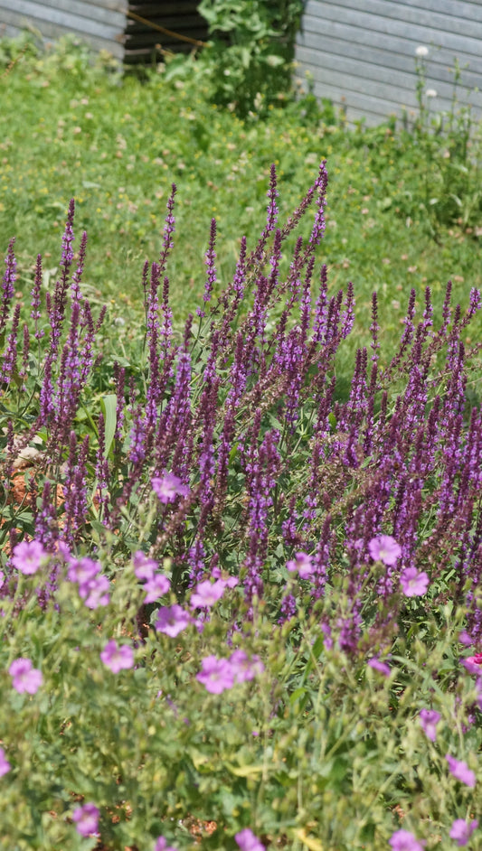 Salvia nemorosa 'Amethyst' - Steppen-Salbei