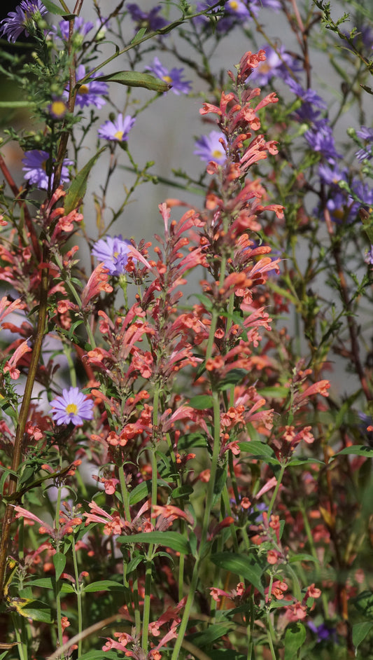 Agastache Hybride 'Kolibri' - Duftnessel
