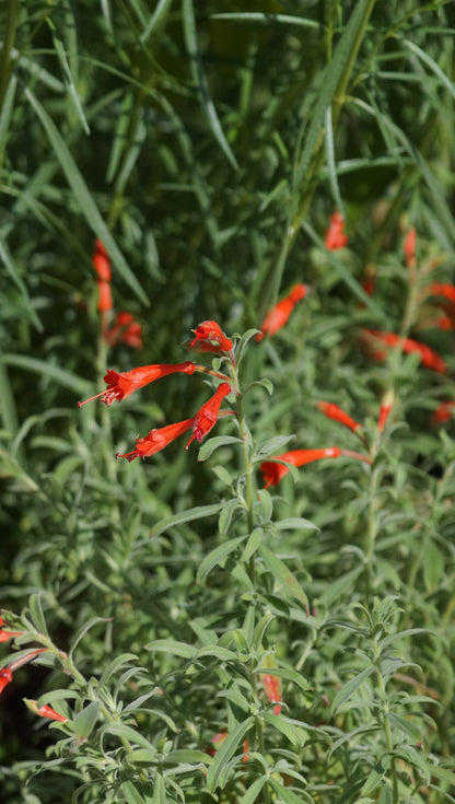 Zauschneria californica - Kolibritrompete