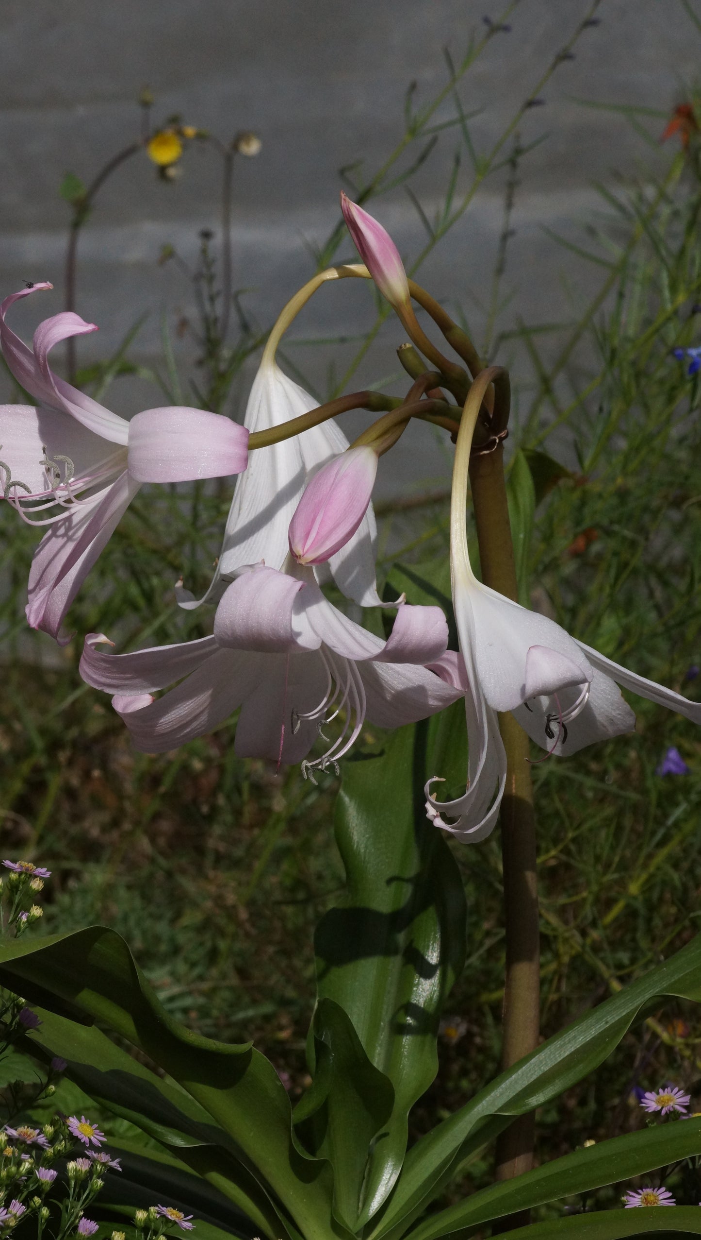 Crinum x powellii - Hakenlilie