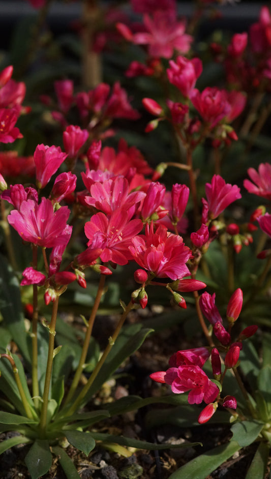 Lewisia cotyledon 'Safira Coral®' - Bitterwurz