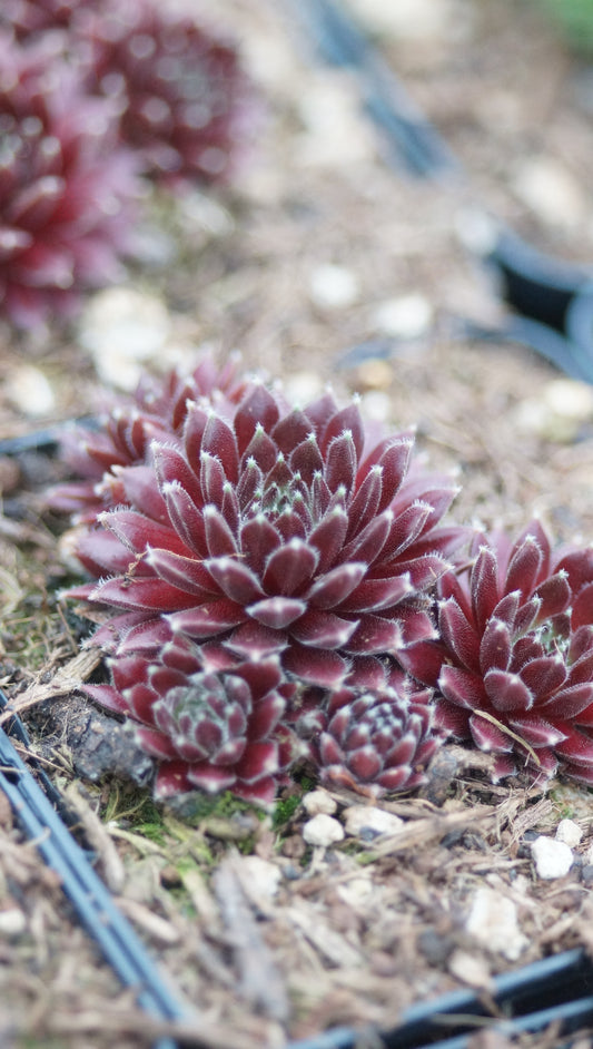Sempervivum Hybride 'Bilbo Beutlin' - Hauswurz