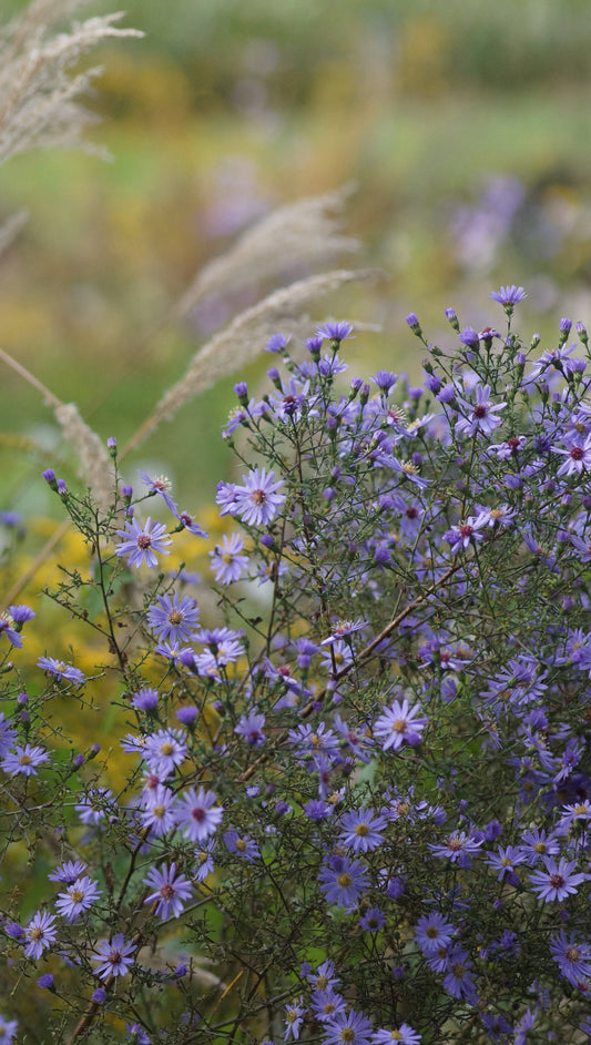 Aster cordifolius 'Little Carlow' - Schleier-Aster